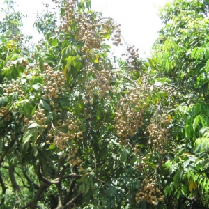 桂圆树