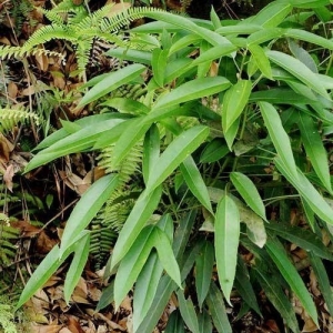 假烟叶树        假烟叶树,又称野烟叶,茄树,土烟叶,有毒,可以用来