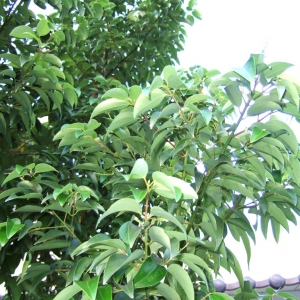 假桂皮树