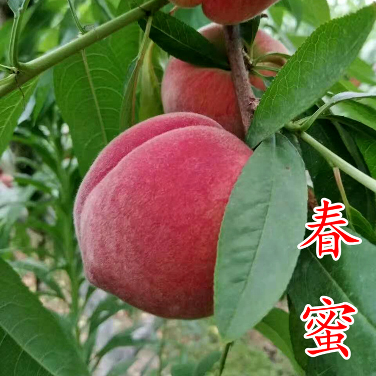 桃苗- 东阳市虎鹿镇扬名苗木场